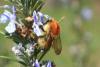Bombus humilis